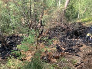 Mehr über den Artikel erfahren Waldbrand in Dörfl – 21.08.2022